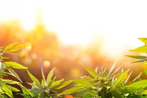 Cannabinoide